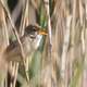 A reed warbler sings in reeds next to the Serpentine in Hyde Park on May 21, 2020 in London, United Kingdom.